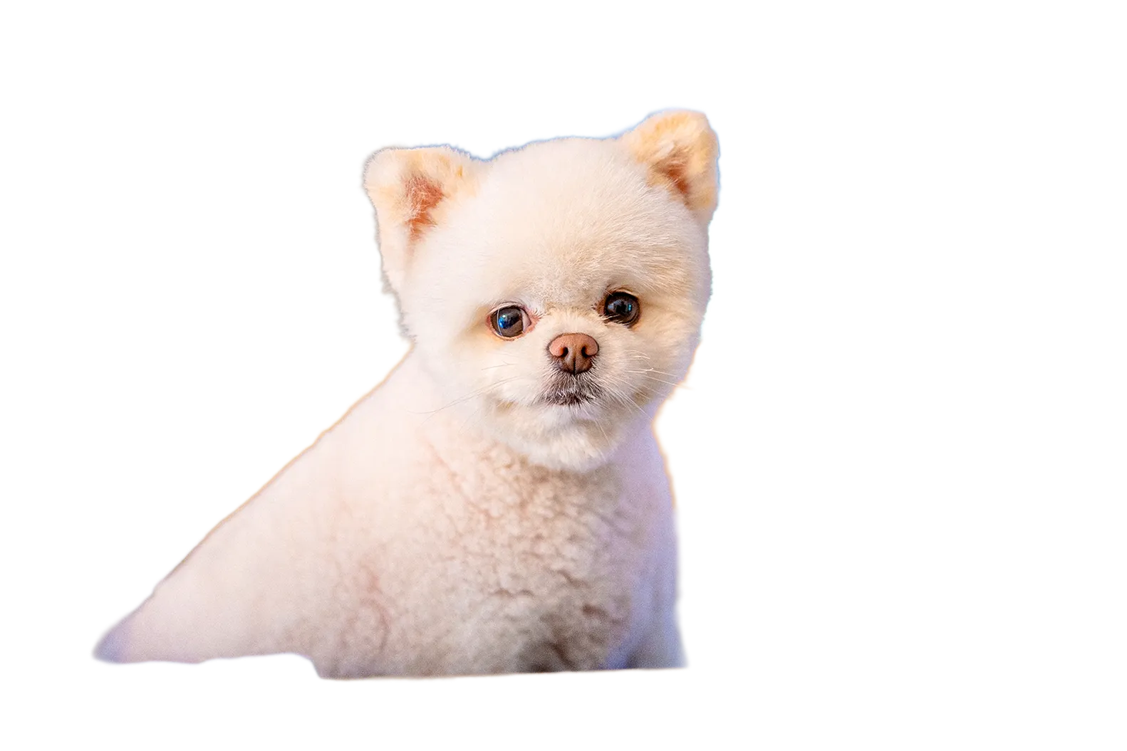 Dog in moving box