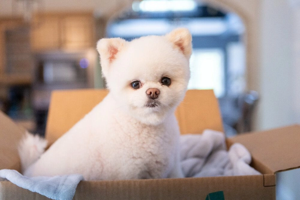 boston-professional-house-movers