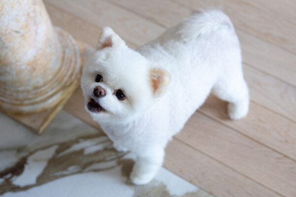 cute dog looking up