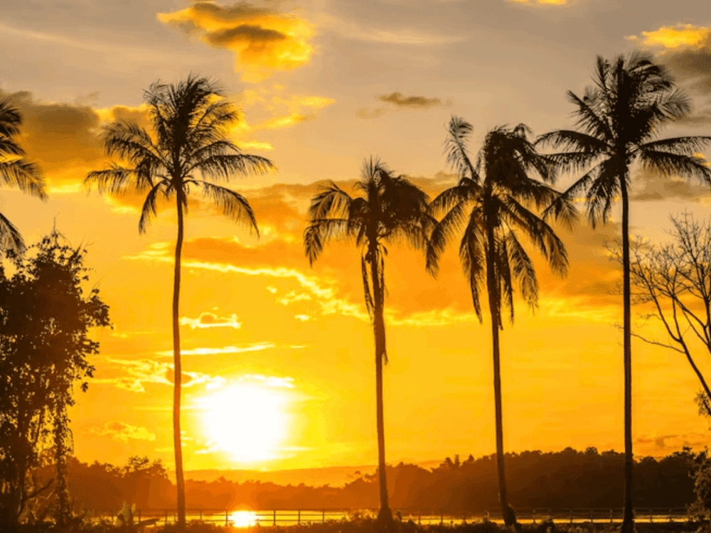 Florida Sunshine